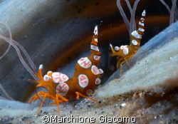 The family: Nikon D200 , 60 macro, two strobo
Lembeh str... by Marchione Giacomo 